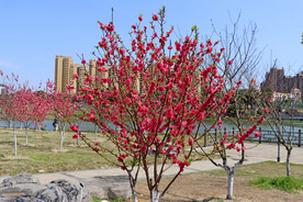 湖边桃花林