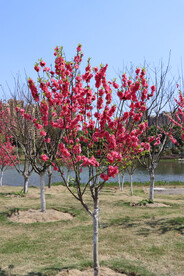 湖边桃花盛开