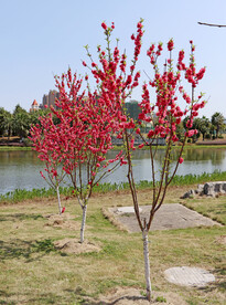 湖边桃花开