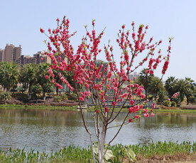 湖边桃花