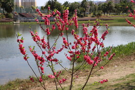 湖边桃花