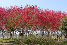 一片桃花林