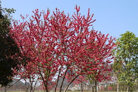 一树桃花
