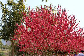公园桃花