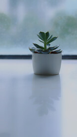 绿植绿叶植物 