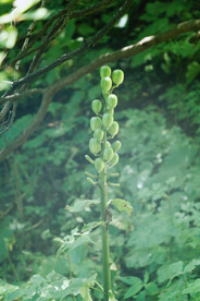 绿植绿叶植物