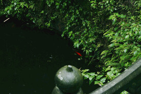 大树树木树林