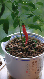 绿植绿叶植物 