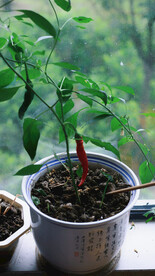 绿植绿叶植物