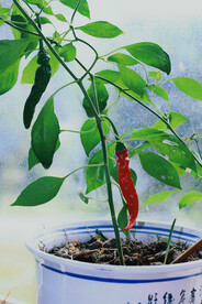 绿植绿叶植物