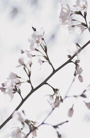 腊梅寒梅梅花