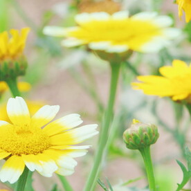 小雏菊菊花 