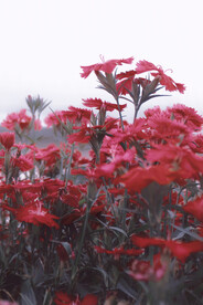 月季花朵花卉 
