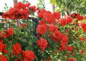 月季花朵花卉