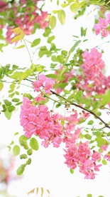 樱花桃花鲜花