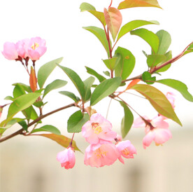 樱花桃花鲜花 