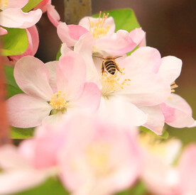 樱花桃花鲜花