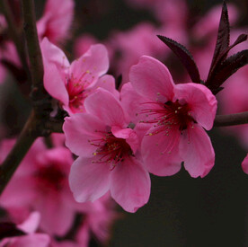 腊梅寒梅梅花 