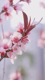 腊梅寒梅梅花 