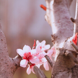 樱花桃花鲜花 