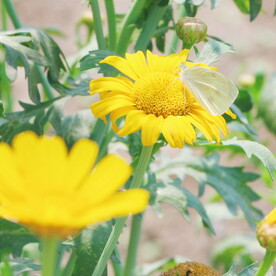 小雏菊菊花 