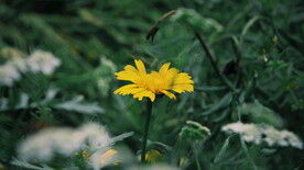 小雏菊菊花 
