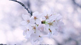 腊梅寒梅梅花