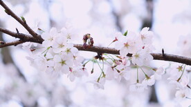腊梅寒梅梅花 