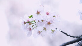 腊梅寒梅梅花