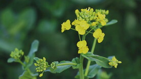 油菜花花卉 