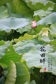 荷叶荷花荷塘 
