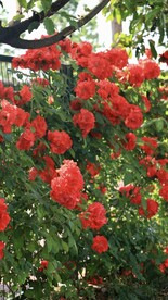 月季花朵花卉