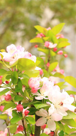 樱花桃花鲜花 