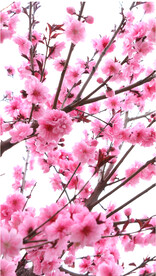 樱花桃花梅花