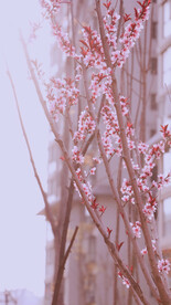 樱花桃花梅花