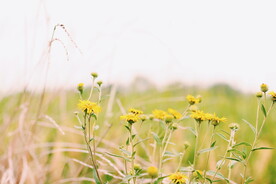 小雏菊菊花