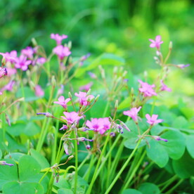 绿植花草小花