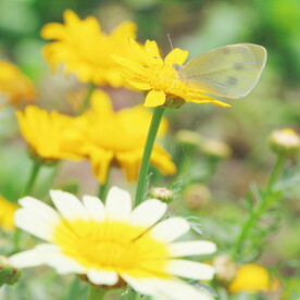 小雏菊菊花 