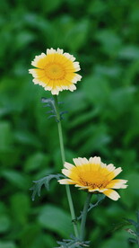 小雏菊菊花