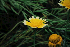 小雏菊菊花 