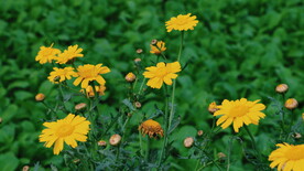 小雏菊菊花 