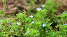 绿植花草小花 