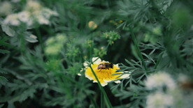 绿植花草小花