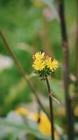 绿植花草小花