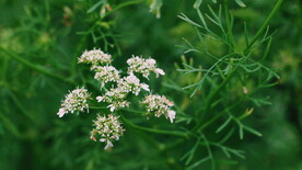 绿植花草小花