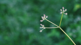 绿植花草小花