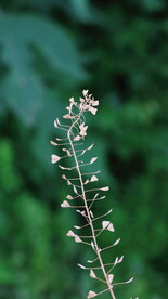 绿植花草小花 