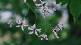 绿植花草小花 