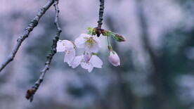 腊梅寒梅梅花 