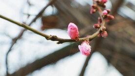 腊梅寒梅梅花